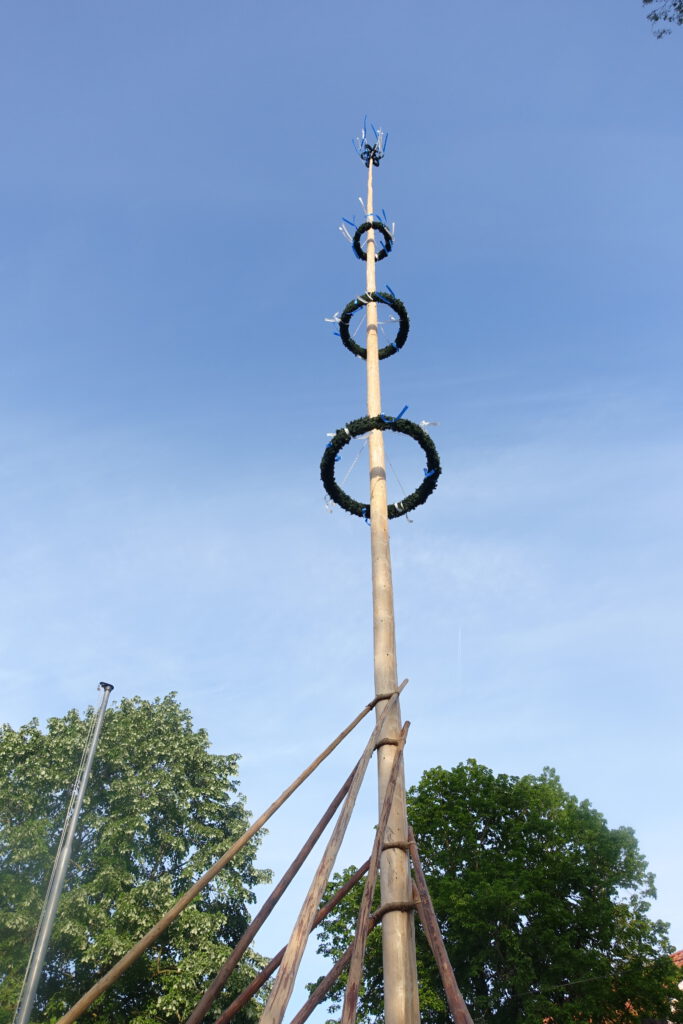 Maibaum wurde aufgestellt